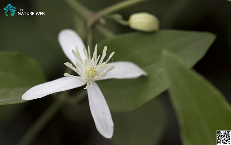 Gourian Clematis